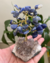 Árvore de Sodalita (Pedra do Ano 2024) com base de Drusa de Ametista - Clareza, Foco - comprar online