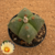 Astrophytum myriostigma quadricostatum nudum (Pote 11) - comprar online