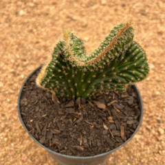 Cleistocactus cristata - Rabo de sereia (Pote 14)