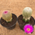 Dupla de Echinocereus rigidissimus enxertado (Pote 11)