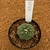 Astrophytum asterias akabana shinshowa H505 (Pote 9) - comprar online