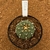 Astrophytum asterias akabana R322 (Pote 11) - comprar online