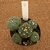 Coleção de Astrophytum 7 (Pote 9)