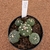 Coleção de Astrophytum 172 (Pote 11)