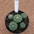 Coleção de Astrophytum 118 (Pote 11)