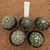 Kit Astrophytum 31 (Pote 6)