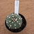 Astrophytum asterias enxertado A180 (Pote 9) - comprar online