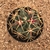 Ferocactus recurvus (Pote 11) - comprar online