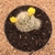 Mammillaria baumii (Pote 11) - comprar online