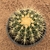 Echinocactus grusonii (Cuia 18) - comprar online