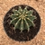 Gymnocalycium sp (Pote 11) - comprar online