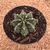 Gymnocalycium mihanovichii (Pote 11) - comprar online