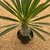 Pachypodium lamerii (Pote 14) - comprar online