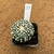 Astrophytum superkabuto enxertado 13 (Pote 10)