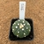 Astrophytum asterias enxertado 185 (Pote 10)