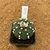 Astrophytum asterias star shape nudum enxertado 228 (Pote 10)