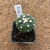 Astrophytum asterias enxertado 341 (Pote 10)