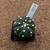 Astrophytum asterias nudum enxertado 451 (Pote 10)