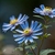 Aster novae-angliae