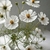 Cosmos bipinnatus Purity - tienda online