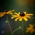 Rudbeckia amplexicaulis