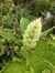 Imagen de Agastache rugosa albus