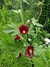 Alcea Nigra - comprar online