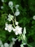 Anchusa Blanca (Omphalodes linifolia)