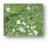 Anchusa Blanca (Omphalodes linifolia) en internet