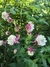 Aquilegia Pink petticoat (50 semillas) en internet