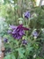 Aquilegia atrata (20 semillas) The Dark Columbine - comprar online