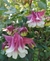 Aquilegia Pink petticoat (50 semillas) en internet