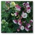 Aquilegia Pink petticoat (50 semillas) - tienda online