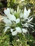 Cleome hassleriana “White Queen”