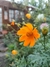 Cosmos Sulphureus