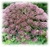 Daucus carota Purple Kisses