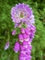 Digitalis purpurea 'Monstrosa'