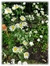 Erigeron annuus en internet