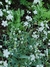 Anchusa Blanca (Omphalodes linifolia) - tienda online