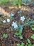 Imagen de Anchusa Blanca (Omphalodes linifolia)