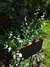 Anchusa Blanca (Omphalodes linifolia)