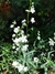 Anchusa Blanca (Omphalodes linifolia) - comprar online