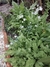 Anchusa Blanca (Omphalodes linifolia) - comprar online