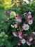 Imagen de Aquilegia Pink petticoat (50 semillas)