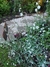 Anchusa Blanca (Omphalodes linifolia) - Junto a las Rosas