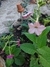 Nicotiana mutabilis - comprar online