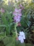 Nicotiana mutabilis - tienda online