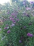 Scabiosa atropurpurea mix (todos los colores) - tienda online