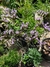 Limonium - comprar online