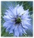 Nigella damascena 'Miss Jekyll' - comprar online